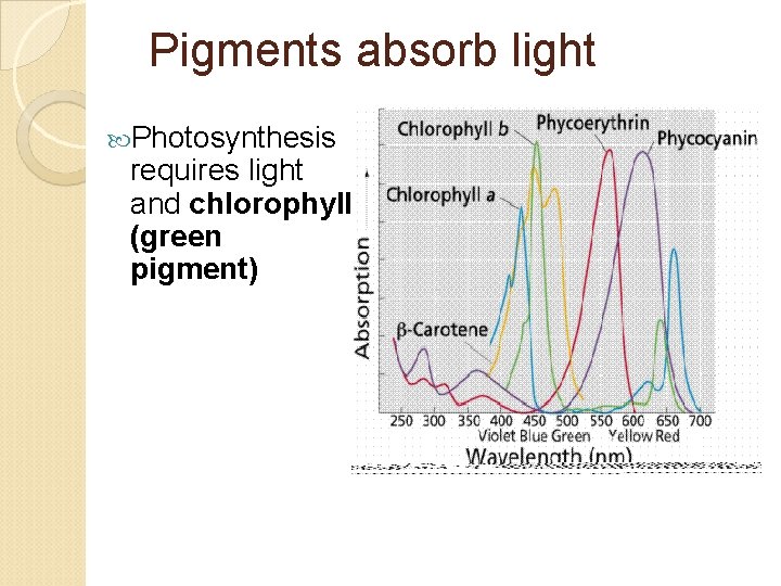 Pigments absorb light Photosynthesis requires light and chlorophyll (green pigment) 