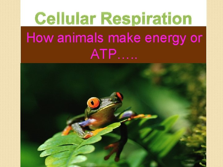 Cellular Respiration How animals make energy or ATP…. . 
