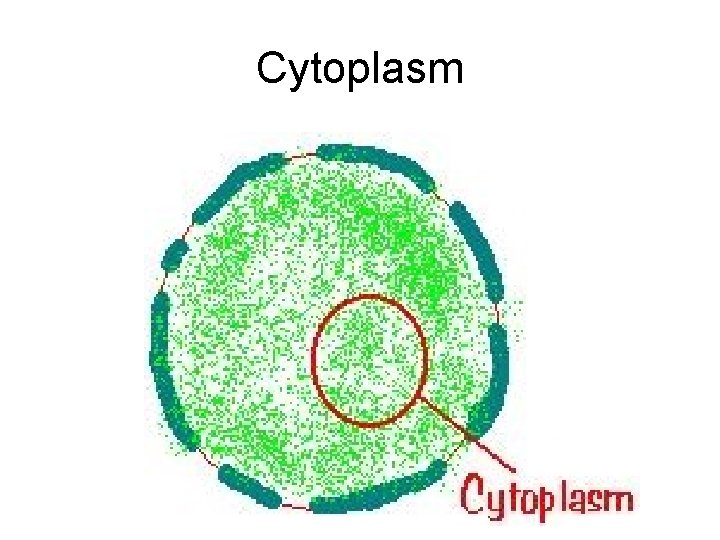 Cytoplasm 