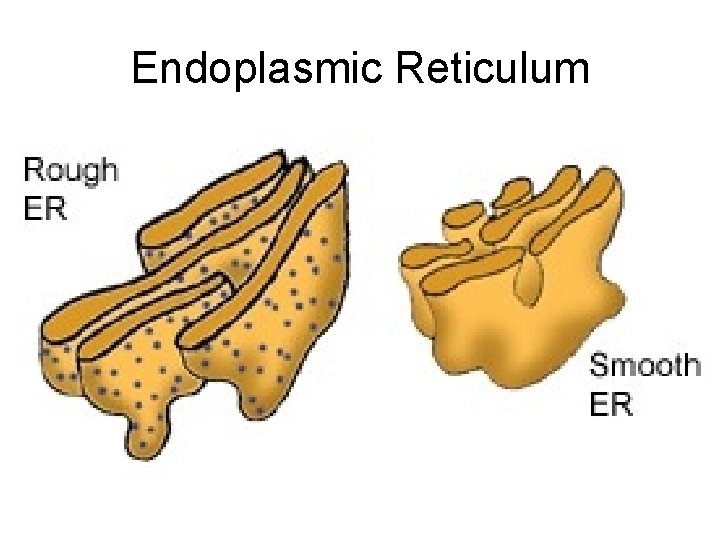 Endoplasmic Reticulum 