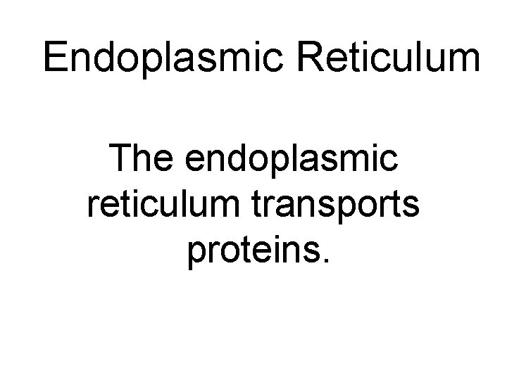 Endoplasmic Reticulum The endoplasmic reticulum transports proteins. 
