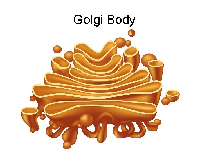 Golgi Body 