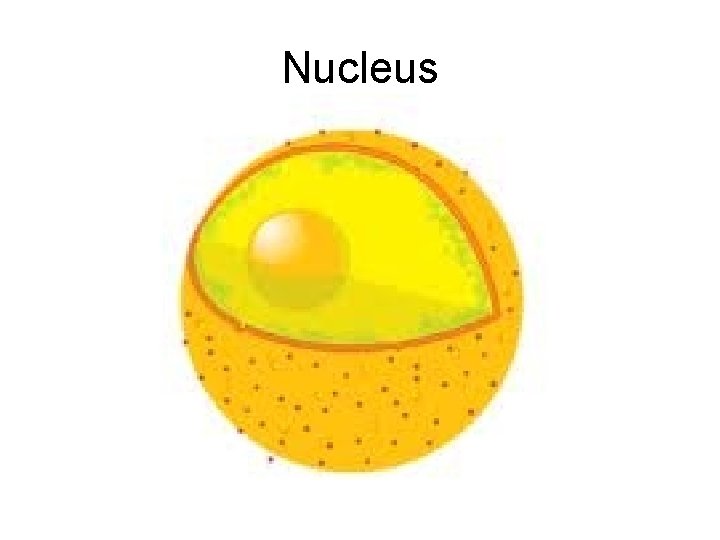 Nucleus 