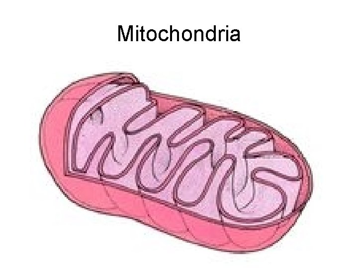 Mitochondria 