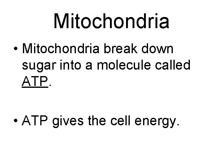 Mitochondria • Mitochondria break down sugar into a molecule called ATP. • ATP gives