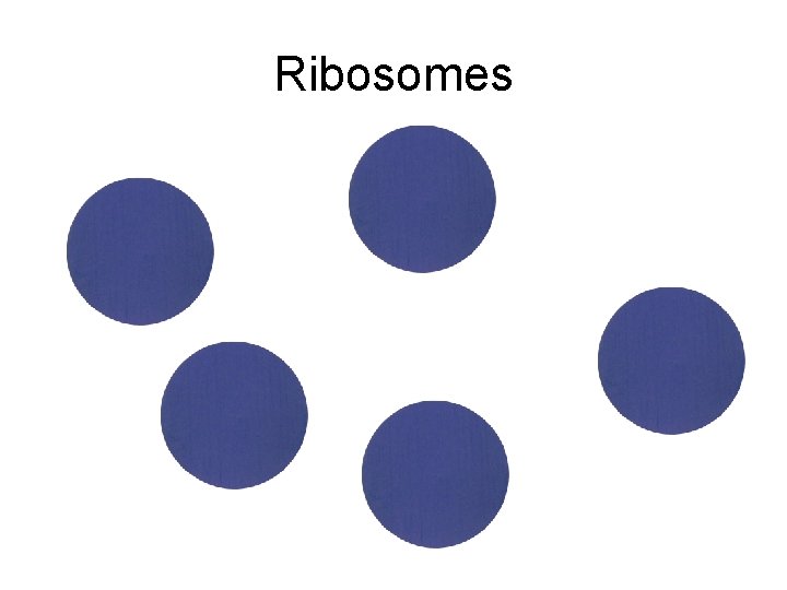 Ribosomes 