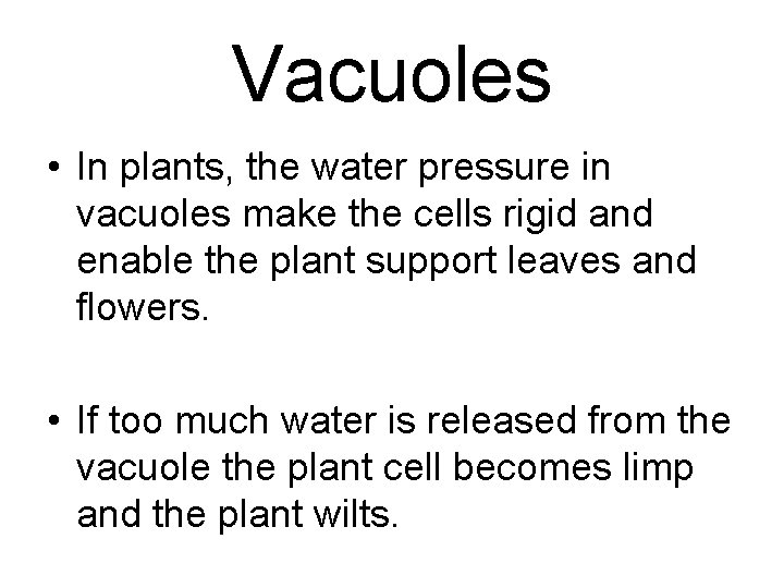 Vacuoles • In plants, the water pressure in vacuoles make the cells rigid and