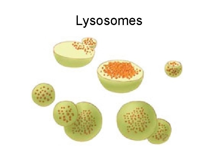 Lysosomes 