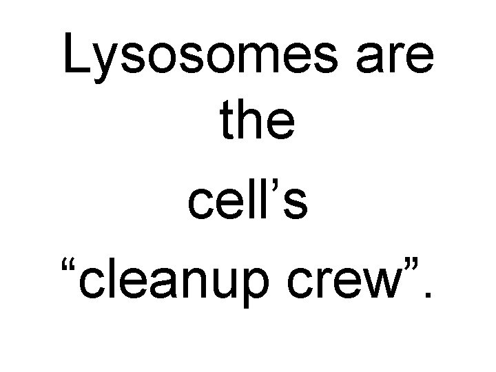 Lysosomes are the cell’s “cleanup crew”. 