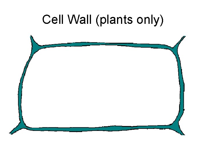 Cell Wall (plants only) 