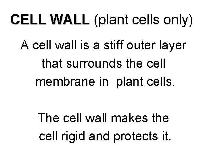 CELL WALL (plant cells only) A cell wall is a stiff outer layer that