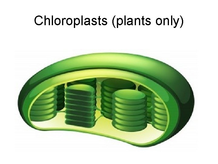 Chloroplasts (plants only) 