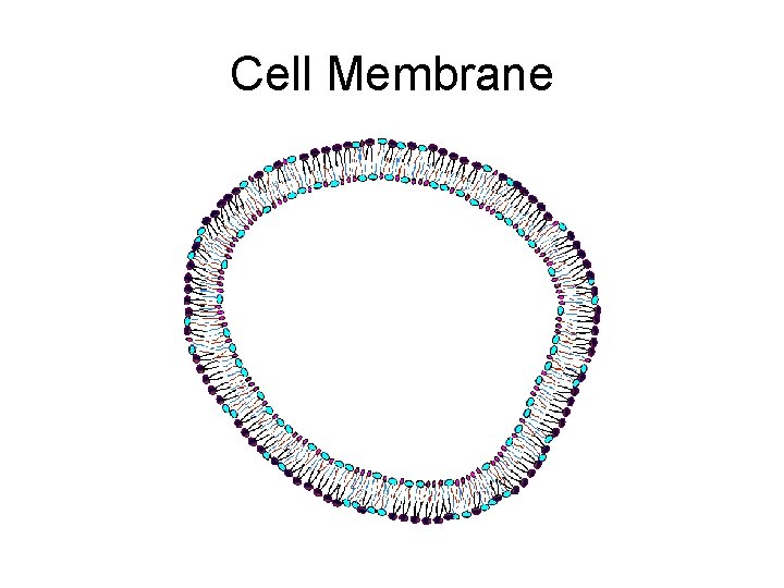 Cell Membrane 