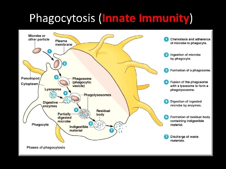 Phagocytosis (Innate Immunity) 