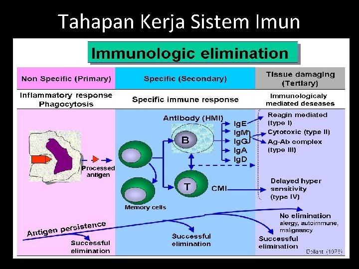 Tahapan Kerja Sistem Imun 