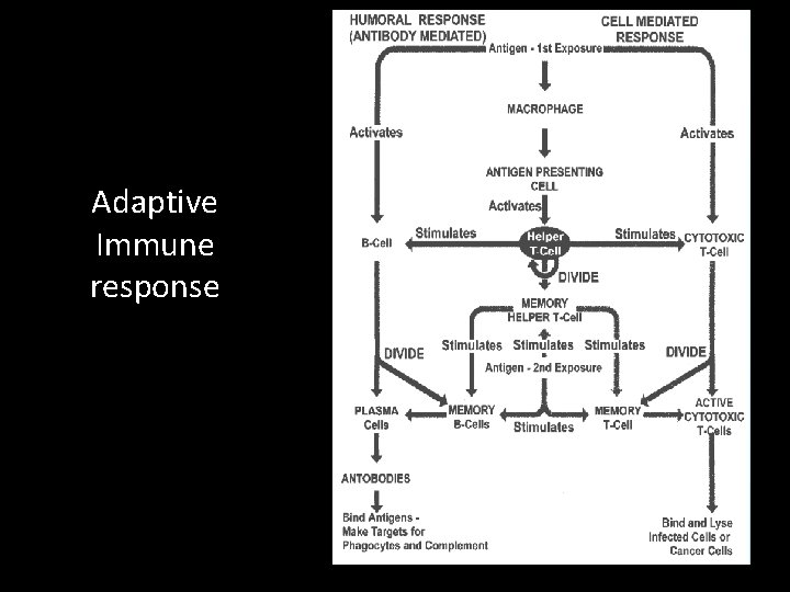 Adaptive Immune response 