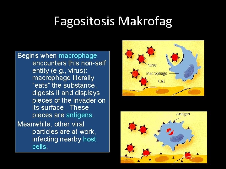 Fagositosis Makrofag Begins when macrophage encounters this non-self entity (e. g. , virus): macrophage