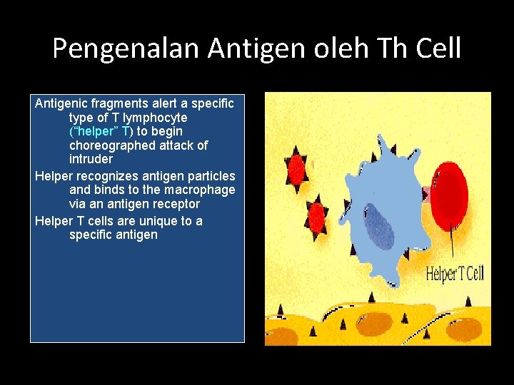 Pengenalan Antigen oleh Th Cell Antigenic fragments alert a specific type of T lymphocyte