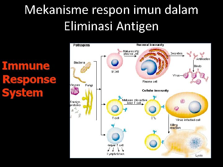 Mekanisme respon imun dalam Eliminasi Antigen Immune Response System 