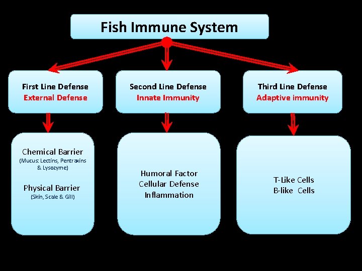 Fish Immune System First Line Defense External Defense Second Line Defense Innate Immunity Third