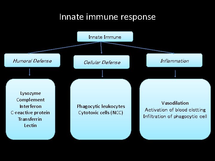 Innate immune response Innate Immune Humoral Defense Lysozyme Complement Interferon C-reactive protein Transferrin Lectin