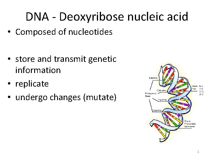DNA - Deoxyribose nucleic acid • Composed of nucleotides • store and transmit genetic