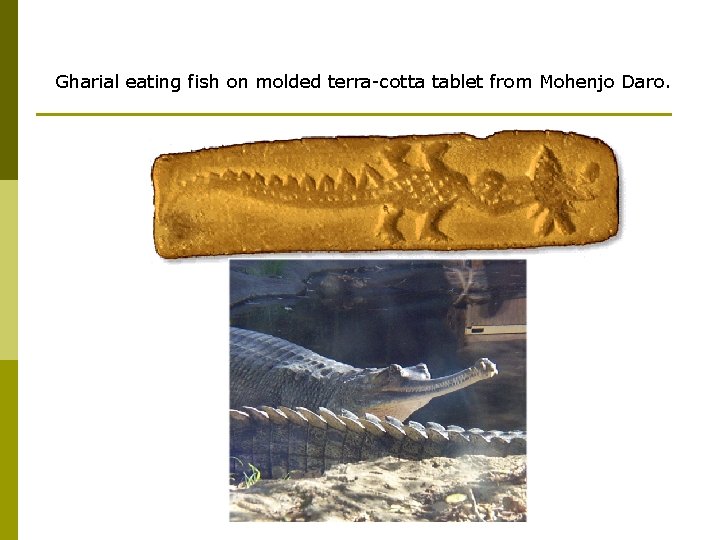 Gharial eating fish on molded terra-cotta tablet from Mohenjo Daro. 