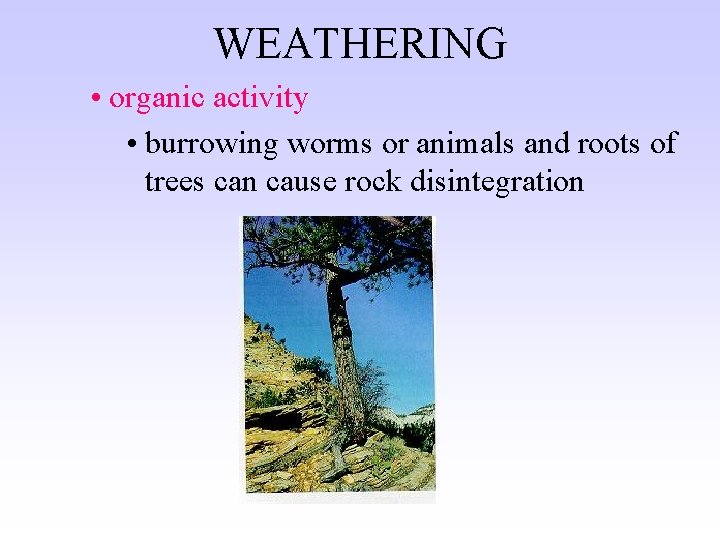 WEATHERING • organic activity • burrowing worms or animals and roots of trees can