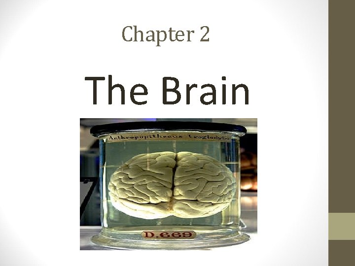 Chapter 2 The Brain 