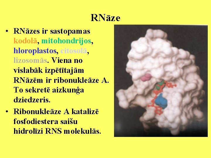 RNāze • RNāzes ir sastopamas kodolā, mitohondrijos, hloroplastos, citosolā, lizosomās. Viena no vislabāk izpētītajām