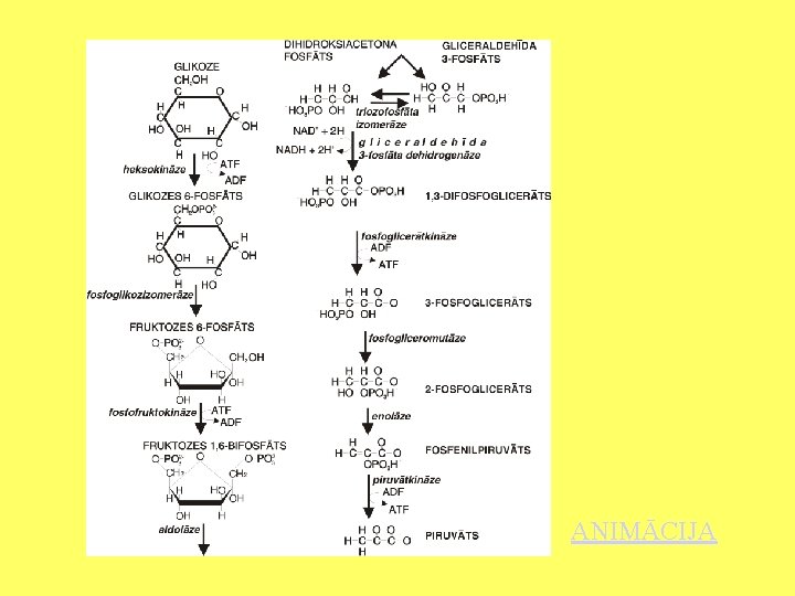 ANIMĀCIJA 