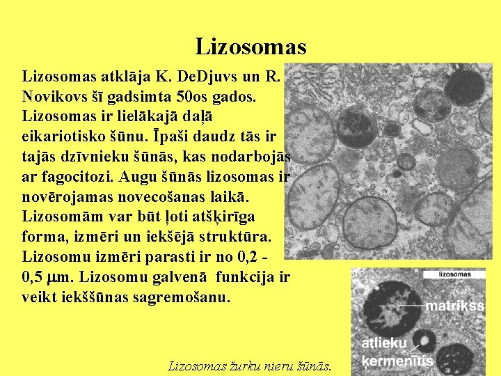 Lizosomas atklāja K. De. Djuvs un R. Novikovs šī gadsimta 50 os gados. Lizosomas