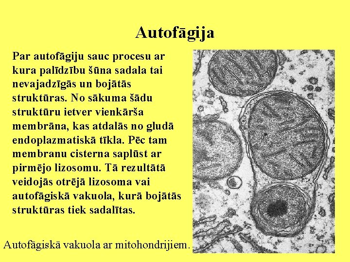 Autofāgija Par autofāgiju sauc procesu ar kura palīdzību šūna sadala tai nevajadzīgās un bojātās