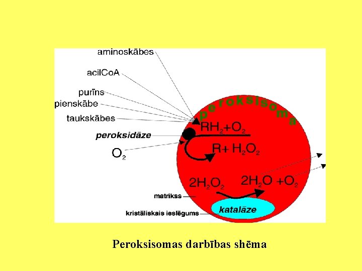 Peroksisomas darbības shēma 