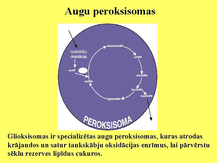 Augu peroksisomas Glioksisomas ir specializētas augu peroksisomas, kuras atrodas krājaudos un satur taukskābju oksidācijas