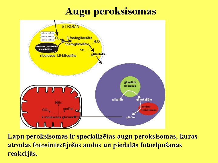 Augu peroksisomas Lapu peroksisomas ir specializētas augu peroksisomas, kuras atrodas fotosintezējošos audos un piedalās