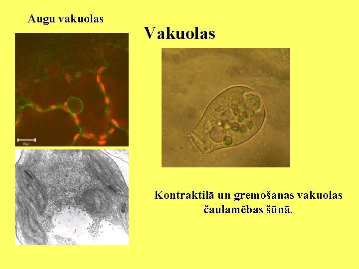 Augu vakuolas Vakuolas Kontraktilā un gremošanas vakuolas čaulamēbas šūnā. 