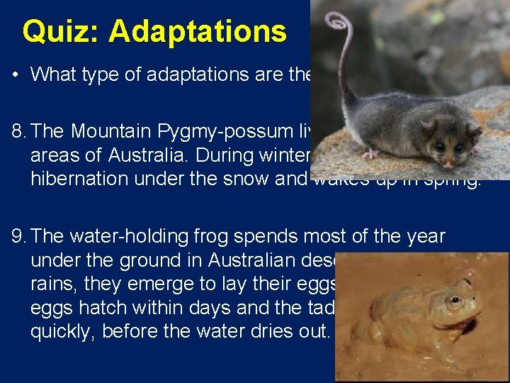 Quiz: Adaptations • What type of adaptations are these? 8. The Mountain Pygmy-possum lives