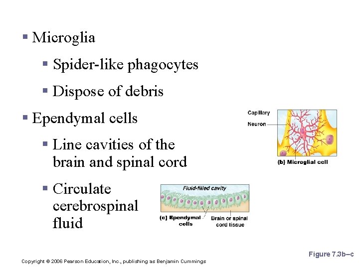 Nervous Tissue: Support Cells § Microglia § Spider-like phagocytes § Dispose of debris §