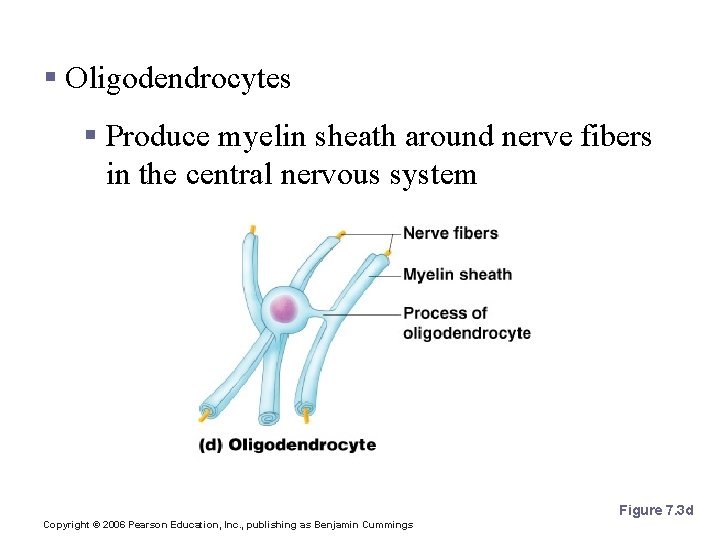 Nervous Tissue: Support Cells § Oligodendrocytes § Produce myelin sheath around nerve fibers in