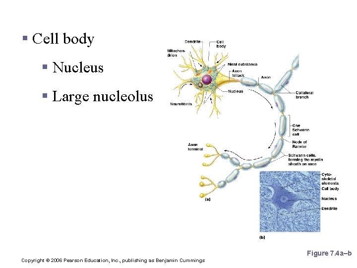 Neuron Anatomy § Cell body § Nucleus § Large nucleolus Figure 7. 4 a–b
