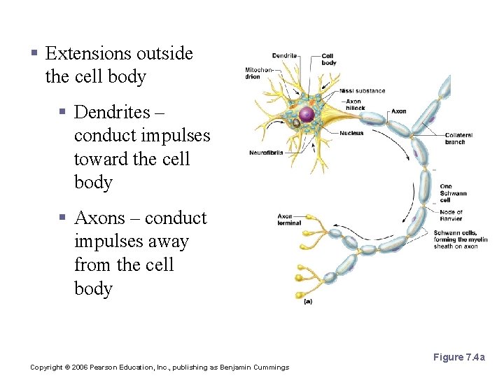 Neuron Anatomy § Extensions outside the cell body § Dendrites – conduct impulses toward