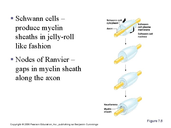 Nerve Fiber Coverings § Schwann cells – produce myelin sheaths in jelly-roll like fashion