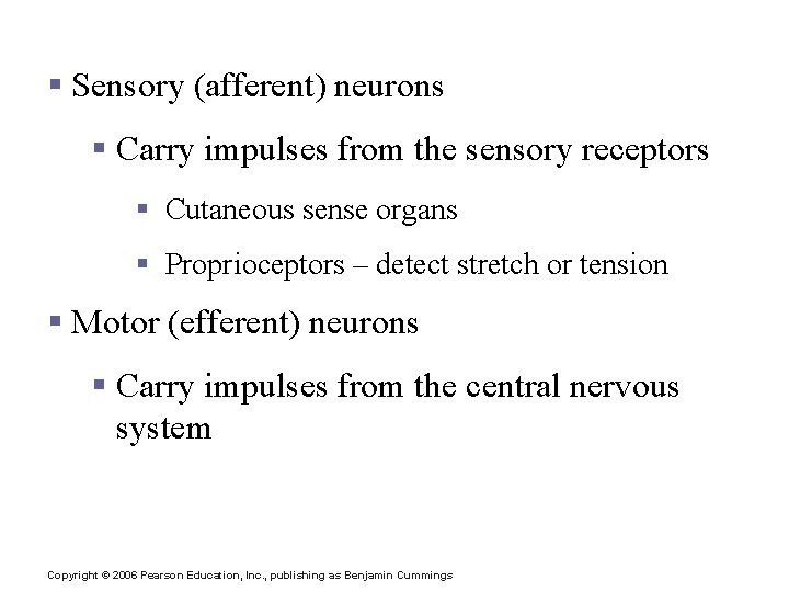 Functional Classification of Neurons § Sensory (afferent) neurons § Carry impulses from the sensory