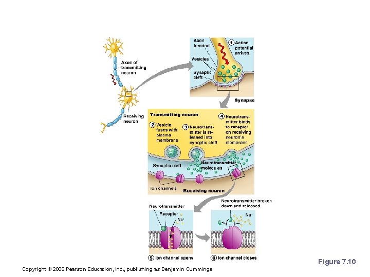 How Neurons Communicate at Synapses Figure 7. 10 Copyright © 2006 Pearson Education, Inc.
