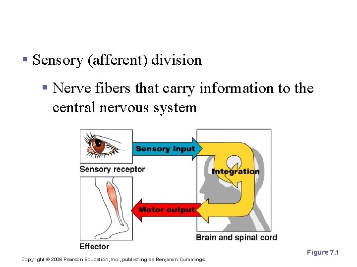Functional Classification of the Peripheral Nervous System § Sensory (afferent) division § Nerve fibers