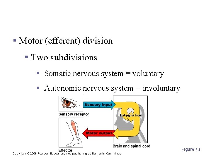 Functional Classification of the Peripheral Nervous System § Motor (efferent) division § Two subdivisions
