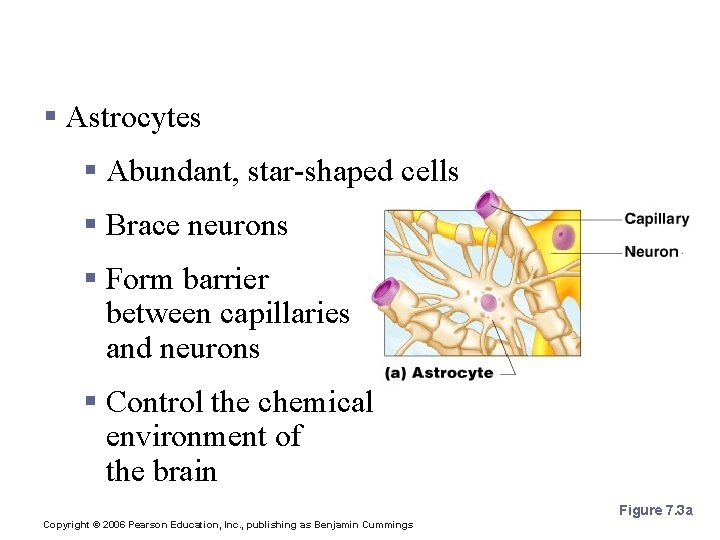 Nervous Tissue: Support Cells (Neuroglia) § Astrocytes § Abundant, star-shaped cells § Brace neurons