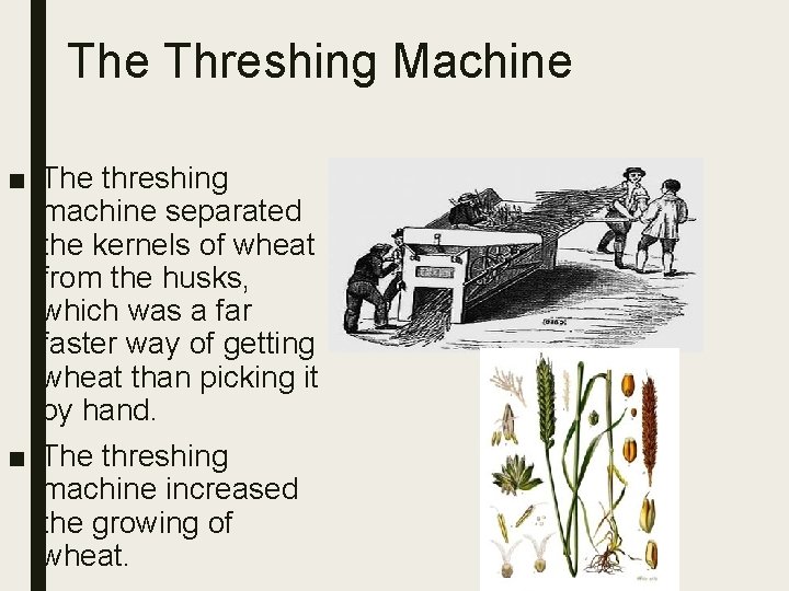 The Threshing Machine ■ The threshing machine separated the kernels of wheat from the