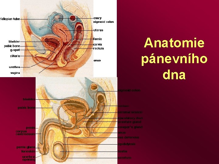 Anatomie pánevního dna 